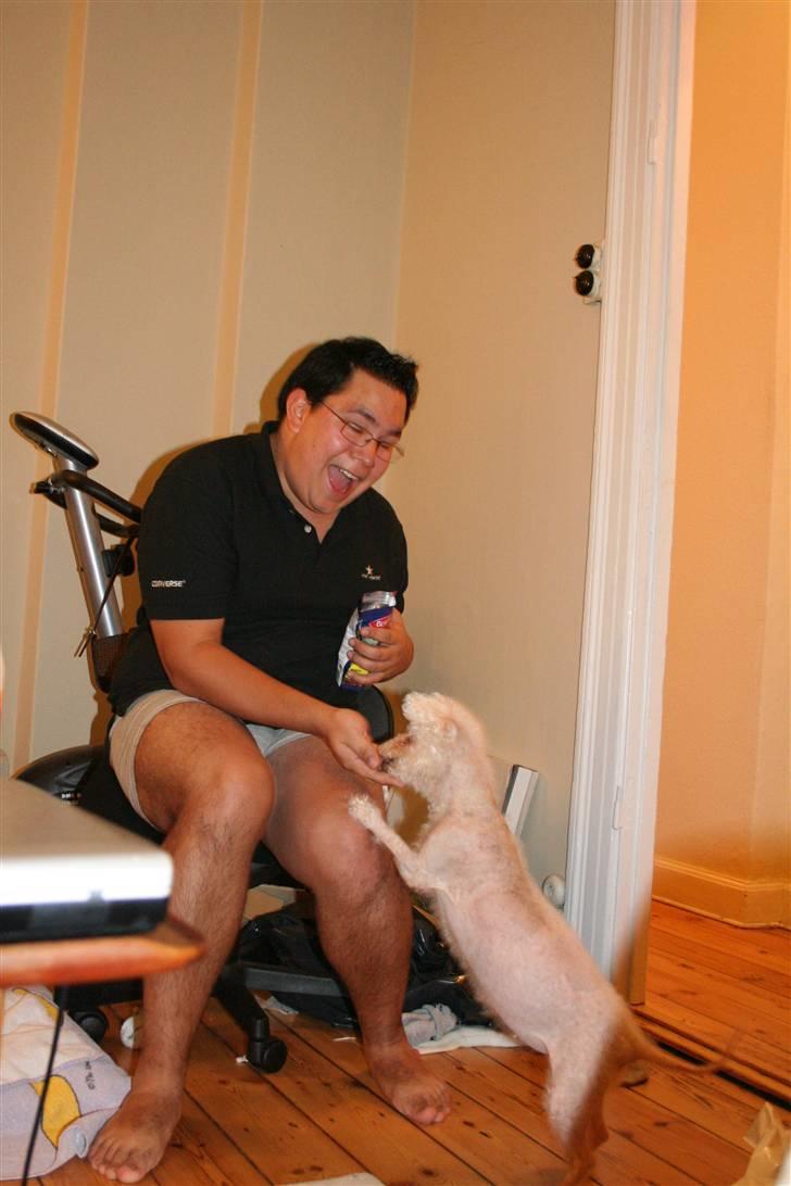 Bichon à poil frisé Puk *R.I.P.* - Det kan ik gå hurtigt nok!!!  billede 14