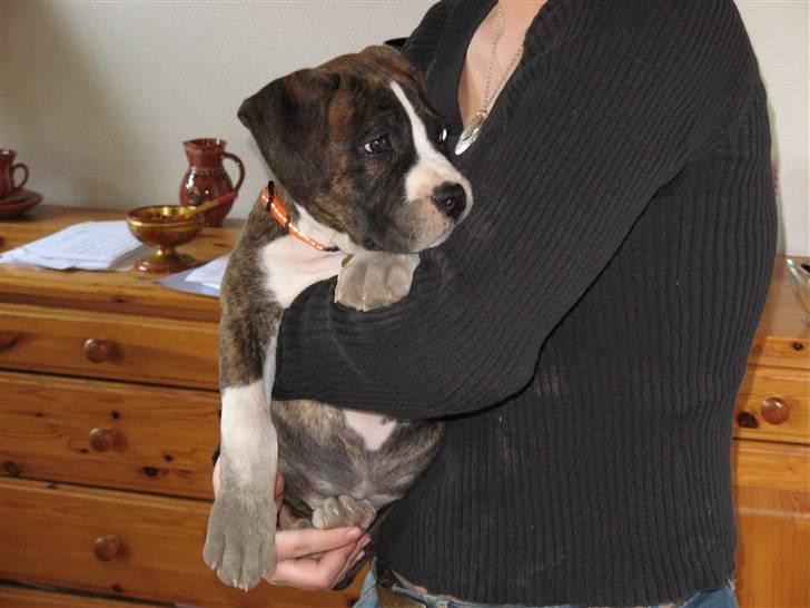 Amerikansk staffordshire terrier Hope billede 4