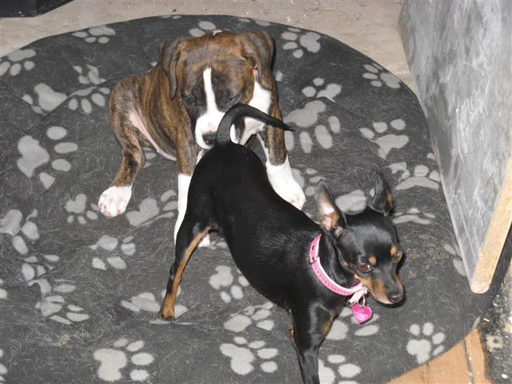 Amerikansk staffordshire terrier Hope billede 5