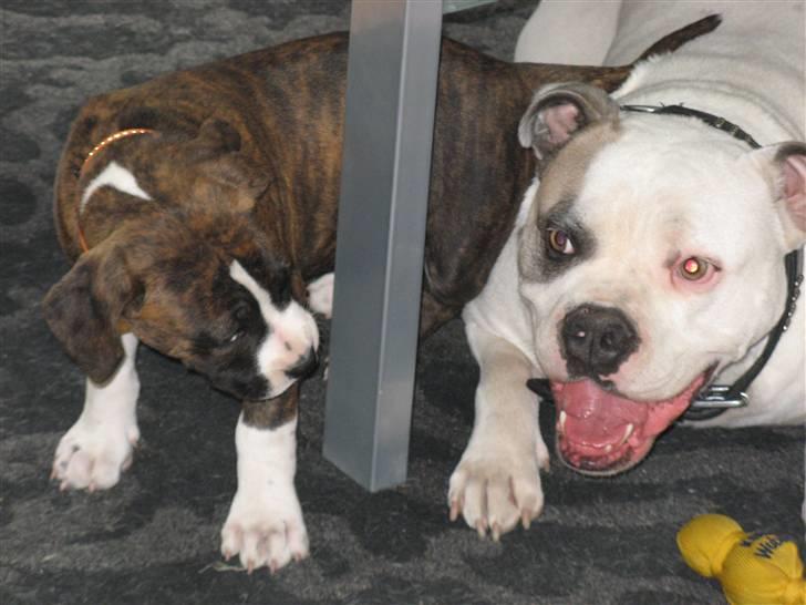 Amerikansk staffordshire terrier Hope billede 6