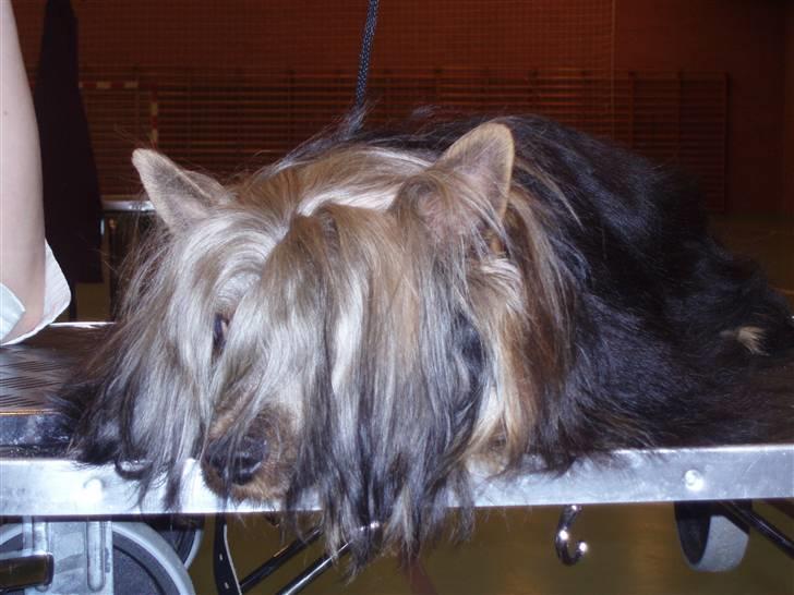 Australian silky terrier Silkylyst's Lorenzo billede 14