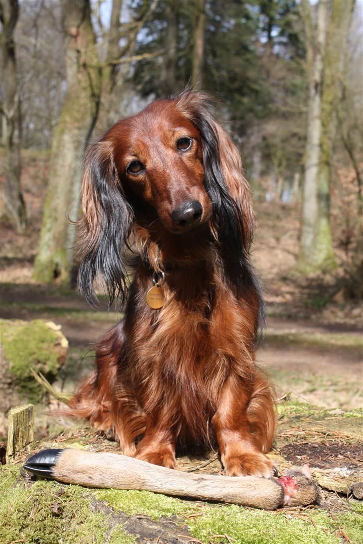 Dværggravhund Ida - "Hej, jeg hedder Ida." billede 1