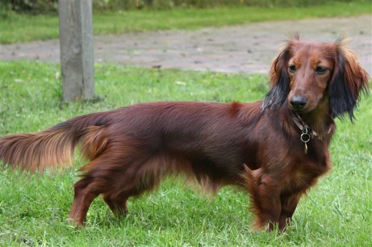 Dværggravhund Ida - 20. september 2008 billede 2