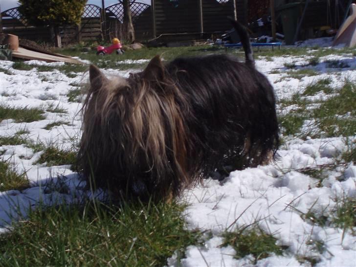 Australian silky terrier Silkylyst's Lorenzo billede 16