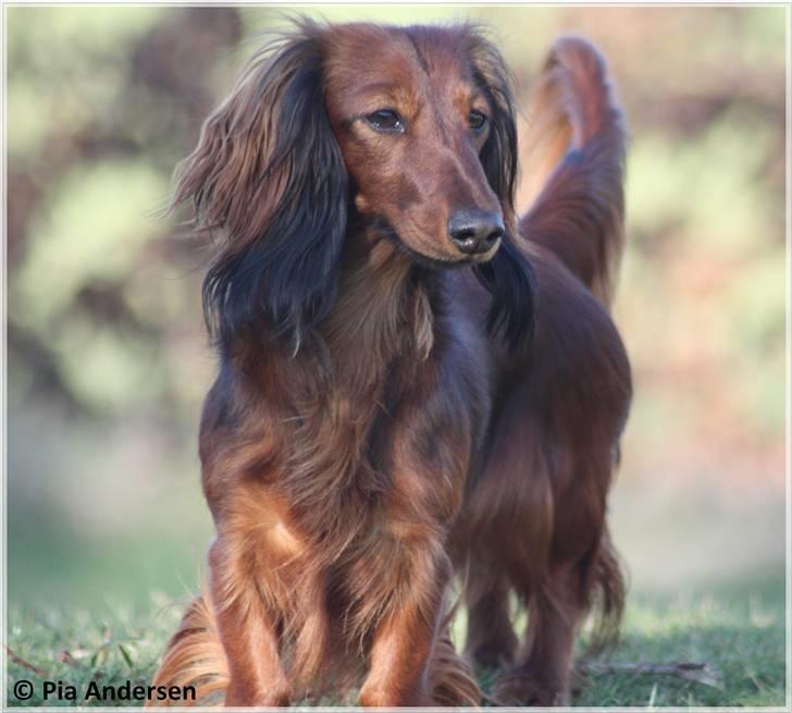 Dværggravhund Ida - 2. april 2009 billede 3