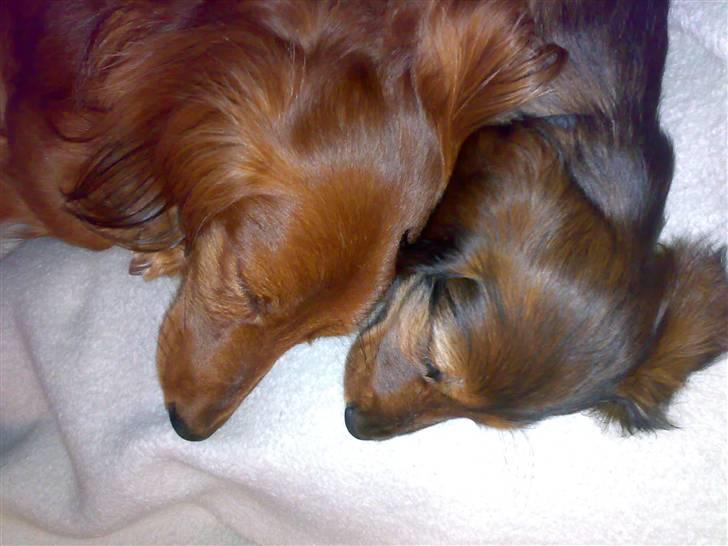 Dværggravhund Ida - 20. april 2008: Så sød, at han gerne vil putte med mig billede 4