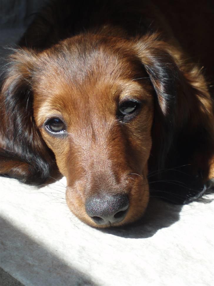 Dværggravhund Ida - 17. maj 2008: Smukke pige billede 5