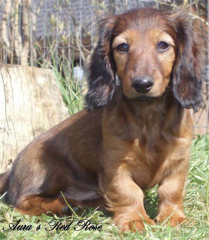 Dværggravhund Ida - 20. april 2008 billede 6