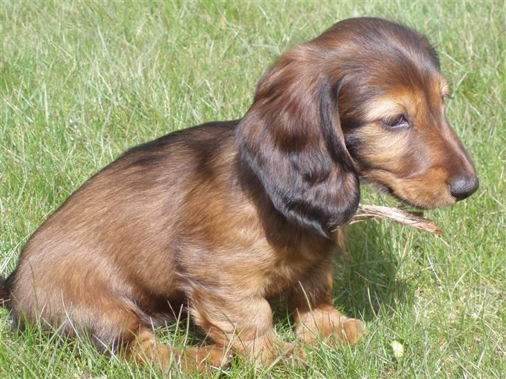 Dværggravhund Ida - 13. april 2008: Ude i haven for første gang, i mit nye hjem billede 7