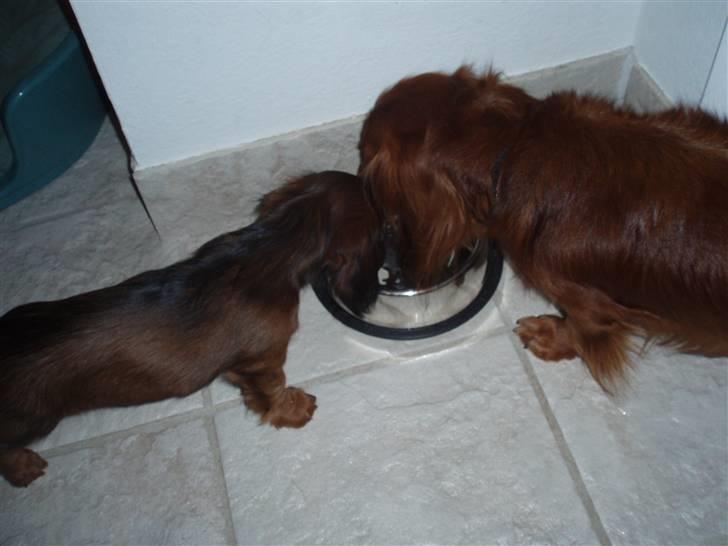 Dværggravhund Ida - 17. april 2008: Står og drikker vand med Rasmus billede 8