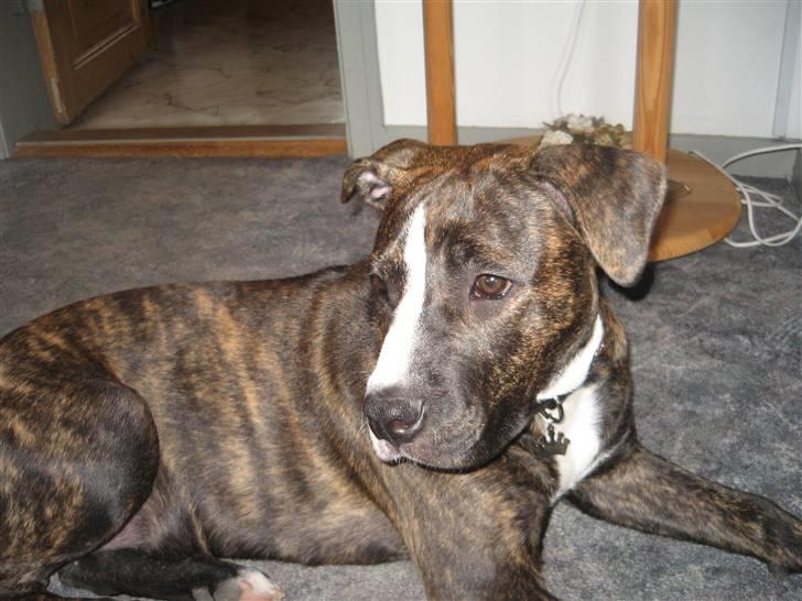 Amerikansk staffordshire terrier Chilli :) billede 9