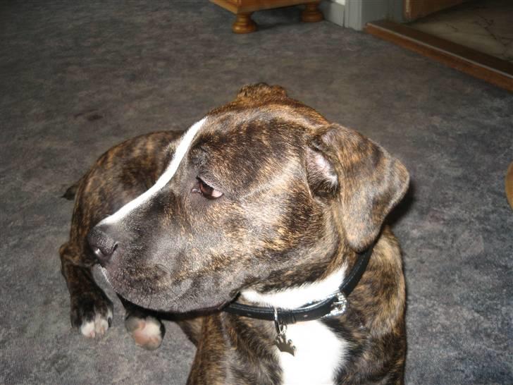 Amerikansk staffordshire terrier Chilli :) billede 10