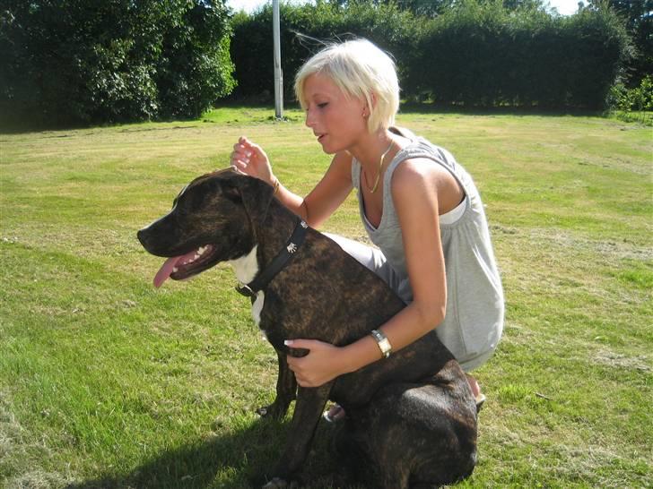 Amerikansk staffordshire terrier Chilli :) billede 11