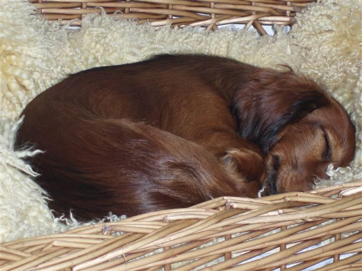 Dværggravhund Ida - 15. juni 2008: Jeg elsker det dejlige bløde lammeskind billede 9