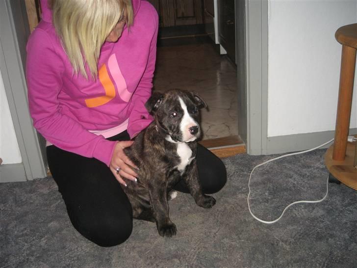 Amerikansk staffordshire terrier Chilli :) - Nu er jeg lige kommet hjem til min nye mor :) billede 12