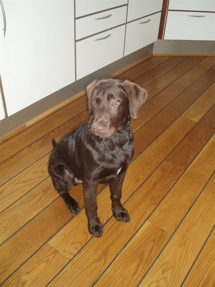 Labrador retriever Anton - Her er jeg helt nyvasket.   Anton 4 mdr. billede 4