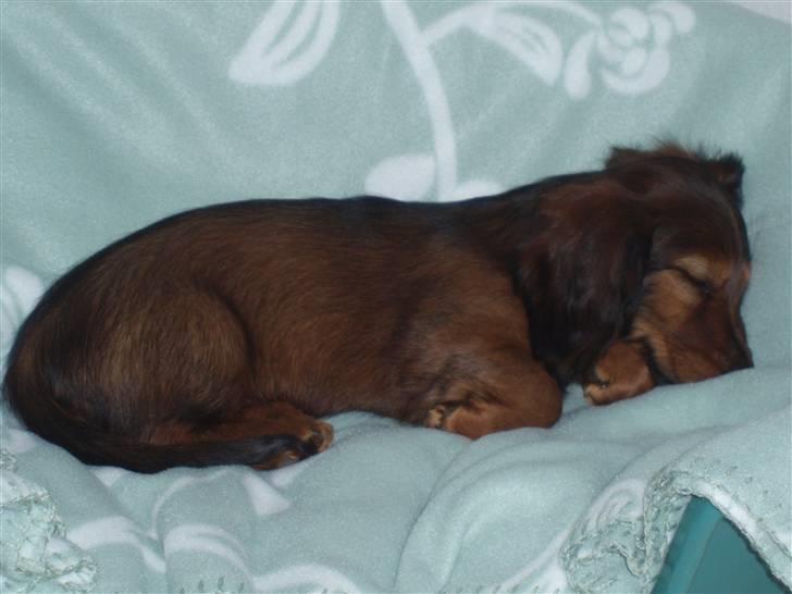 Dværggravhund Ida - 19. april 2008: Jeg låner lige Rasmus´ kurv...ZzzZzz... billede 11