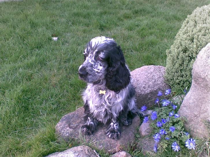Cocker spaniel Charli billede 17