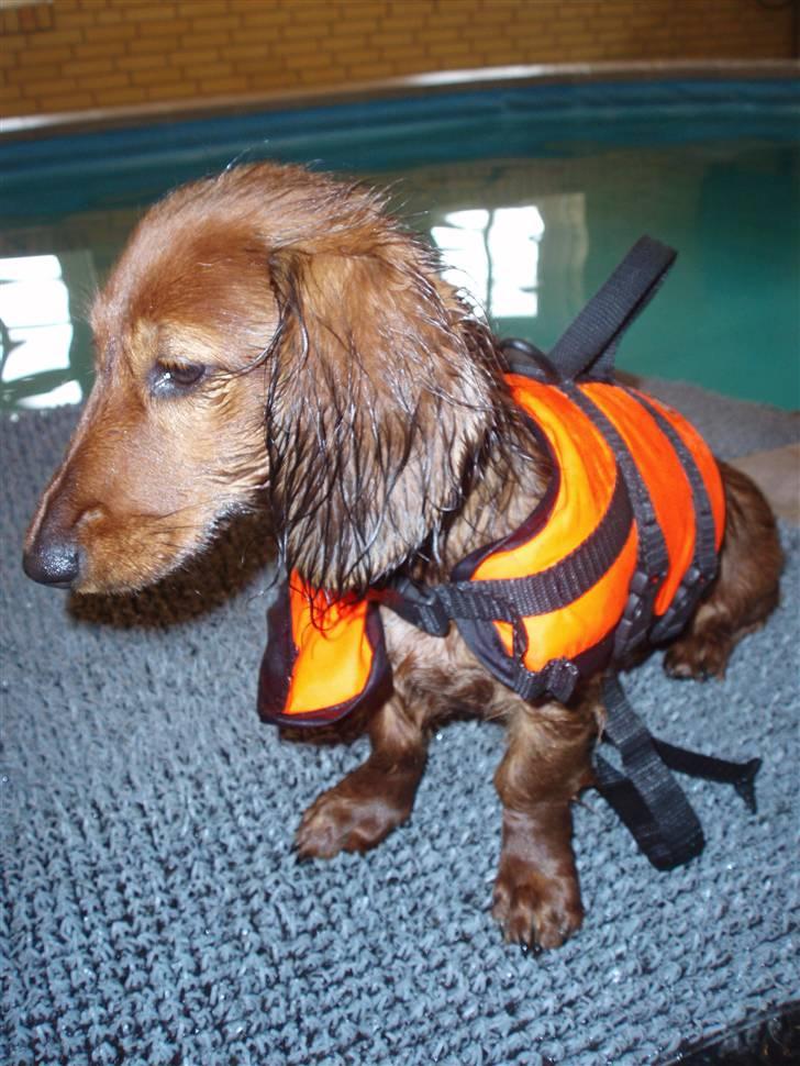 Dværggravhund Ida - 22. juni 2008: 1. rigtige svømmetur. Det tog hun rigtig fint billede 12