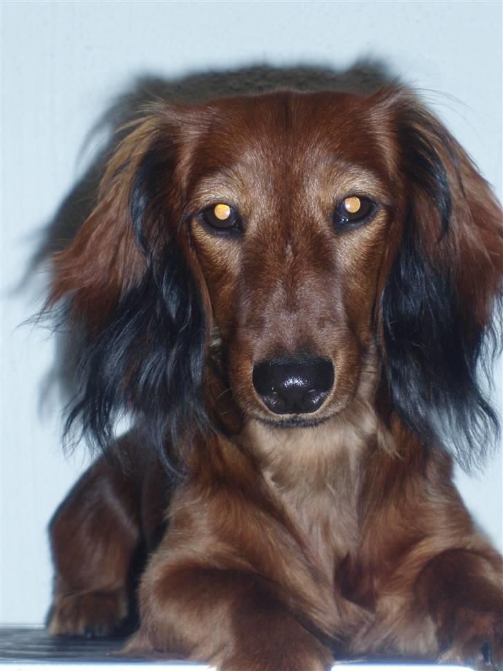 Dværggravhund Ida - 12. august 2008: Min mor kan godt li mig, I wonder why?? billede 13