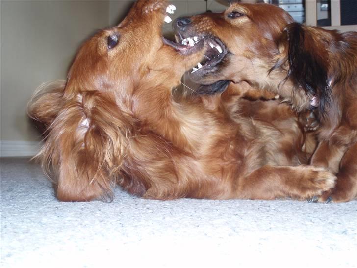 Dværggravhund Ida - 17. august 2008: Bidske gravhunde *G* Nej vi leger skam kun :) billede 14