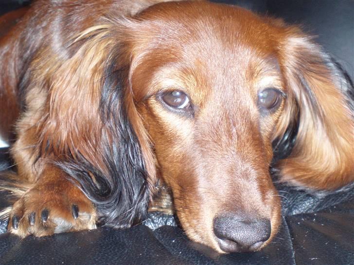 Dværggravhund Ida - 17. august 2008: smukke pige  billede 15