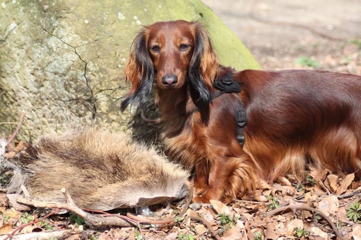 Dværggravhund Ida - 4. april 2009: Veloverstået sporprøve i Ørumgård; 2. pr. i åben kl. :-) billede 16
