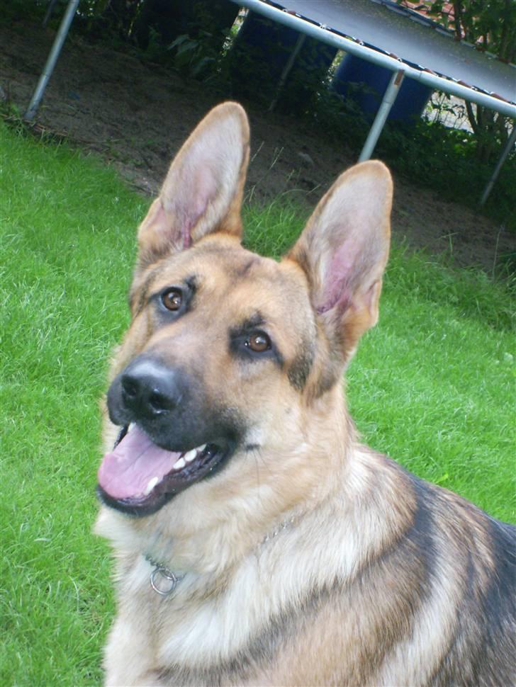 Schæferhund Chris<'3.. - #´ VELKOMMEN TIL CHRIS´S PROFIL ´# 1 ;P billede 1