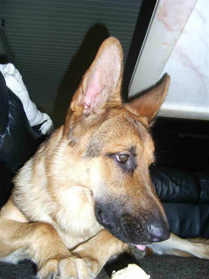 Schæferhund Chris<'3.. - #* Lea´s seng er rigtig dejlig og putte/bide i ´# 1 ;P billede 2