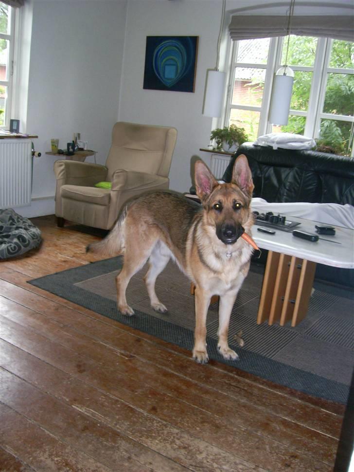 Schæferhund Chris<'3.. - #´ Er jeg ikke bare en smask lækker model?, Det syns jeg han er! ´# 3 :D billede 3