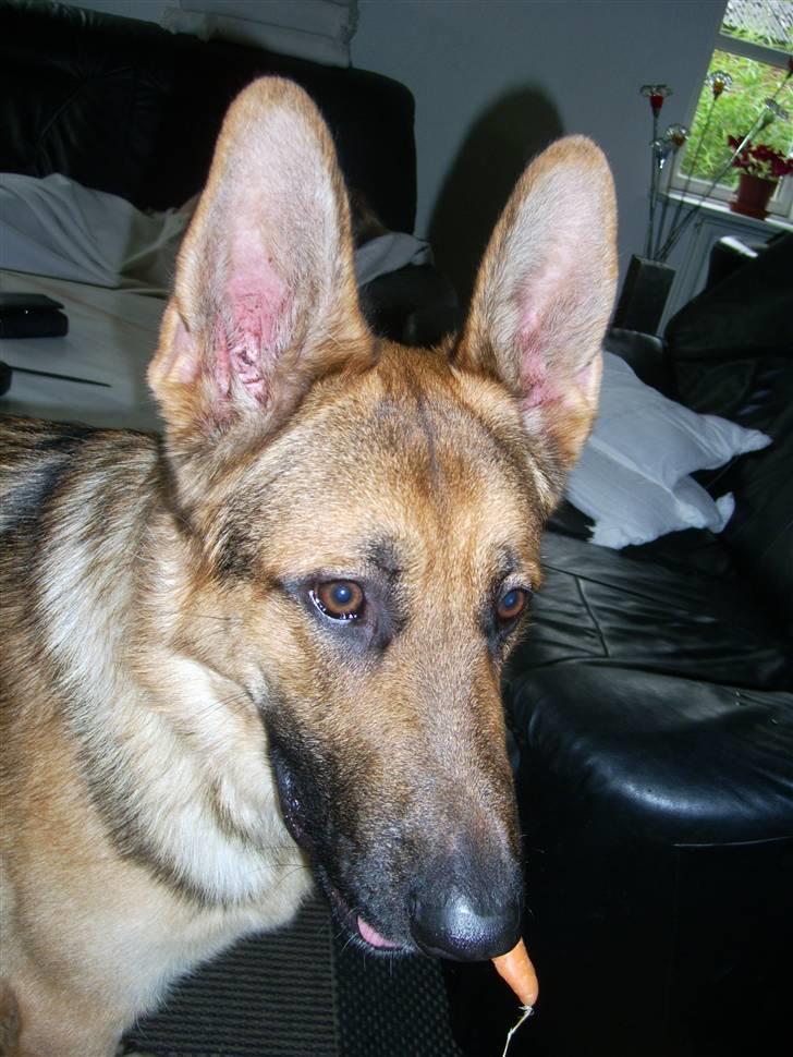 Schæferhund Chris<'3.. - #´ Pive dyrt xD ´# 4 :D billede 4