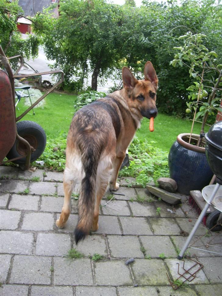 Schæferhund Chris<'3.. - #´ Jeg har læret det af far!, altså at spise gulerøder ´# 5 ;) billede 5