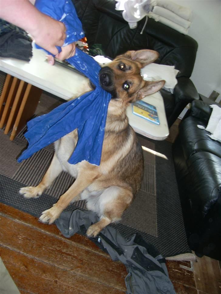 Schæferhund Chris<'3.. - uuhh her ligger man godt.. billede 6