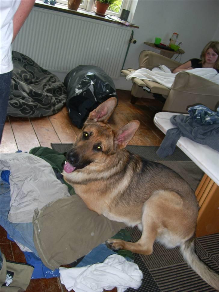 Schæferhund Chris<'3.. - Ja chris du er bare lækker..!! billede 7