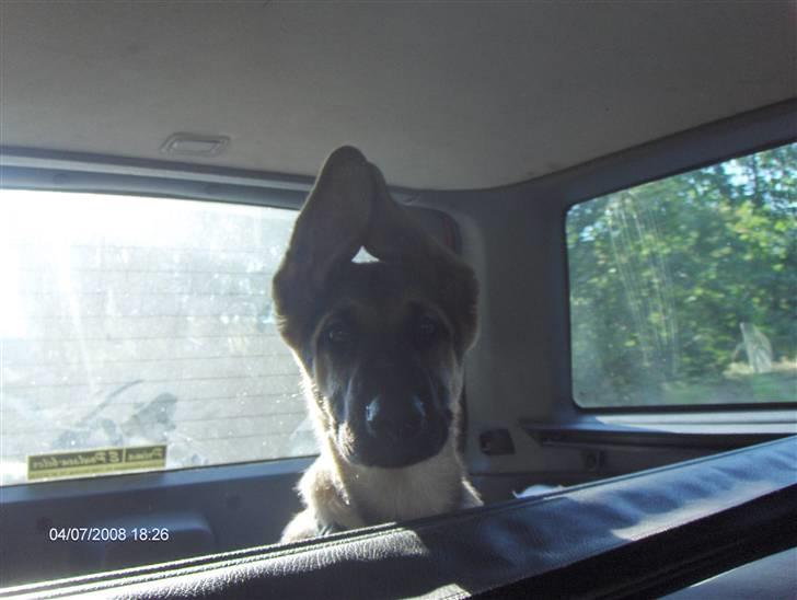 Schæferhund Chris<'3.. - " Jeg kan køre bil " billede 8