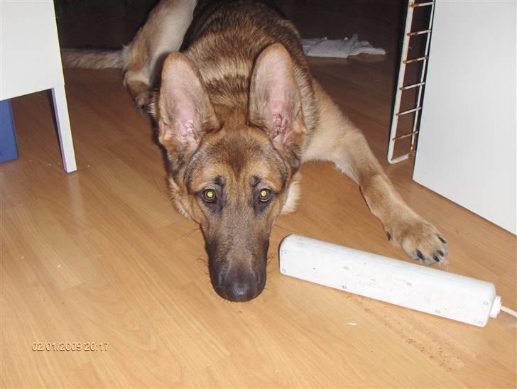 Schæferhund Chris<'3.. - Slip lea det er min pude billede 9