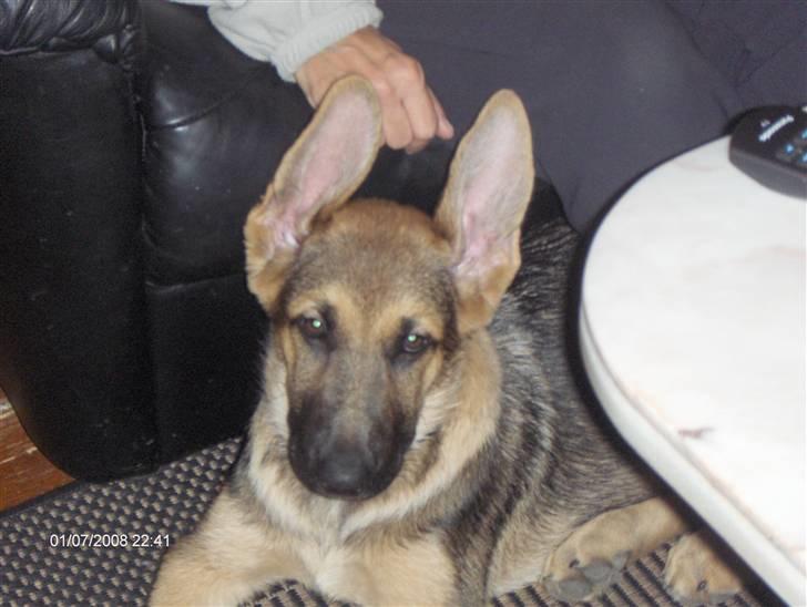 Schæferhund Chris<'3.. - damen du er smuk.. billede 10