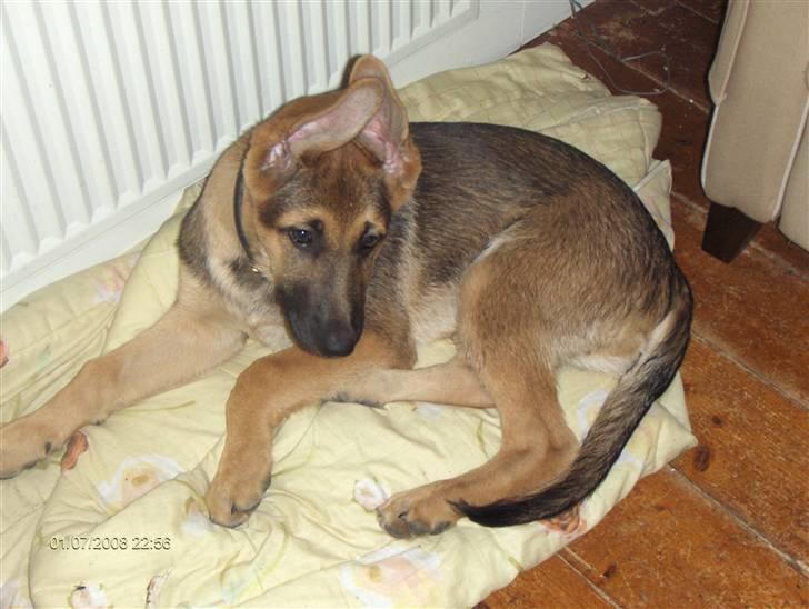 Schæferhund Chris<'3.. - her ligger jeg og kigger billede 11