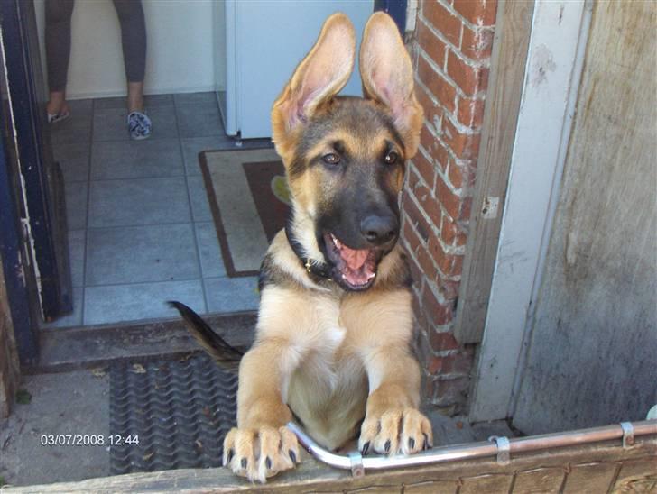 Schæferhund Chris<'3.. - sjove chris " jeg vil med jer " hehe... billede 12