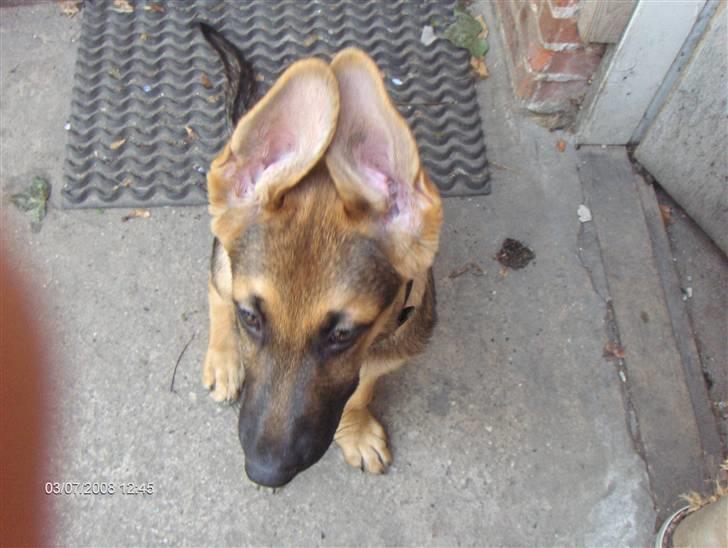 Schæferhund Chris<'3.. - Lille chris.. billede 13