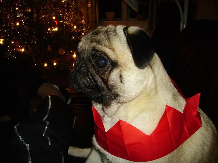 Mops Harry billede 18