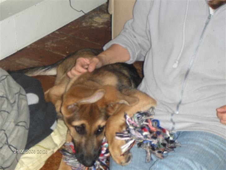 Schæferhund Chris<'3.. - uhh jeg ligger godt mor.. billede 15