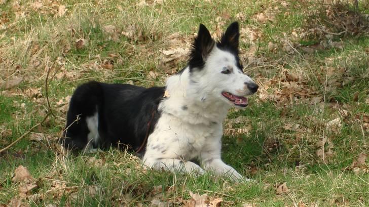 Border collie Taps billede 9