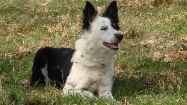 Border collie Taps billede 10