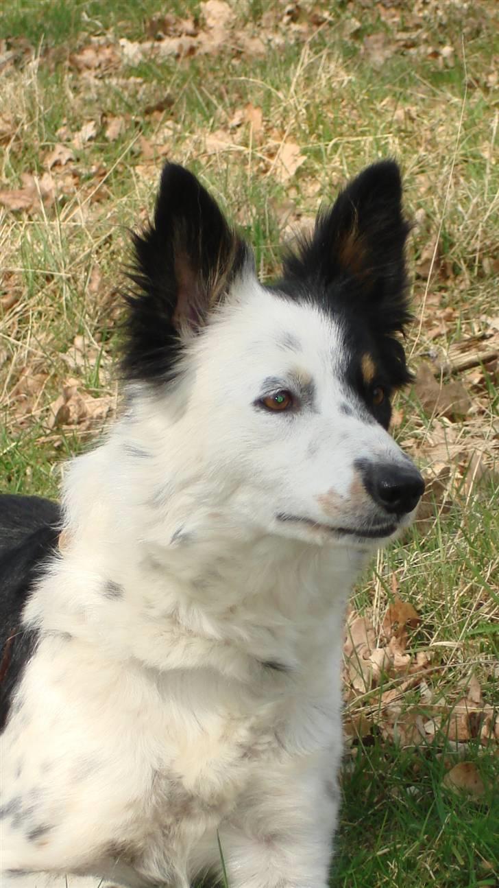 Border collie Taps billede 11