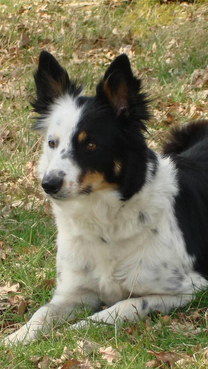 Border collie Taps billede 12