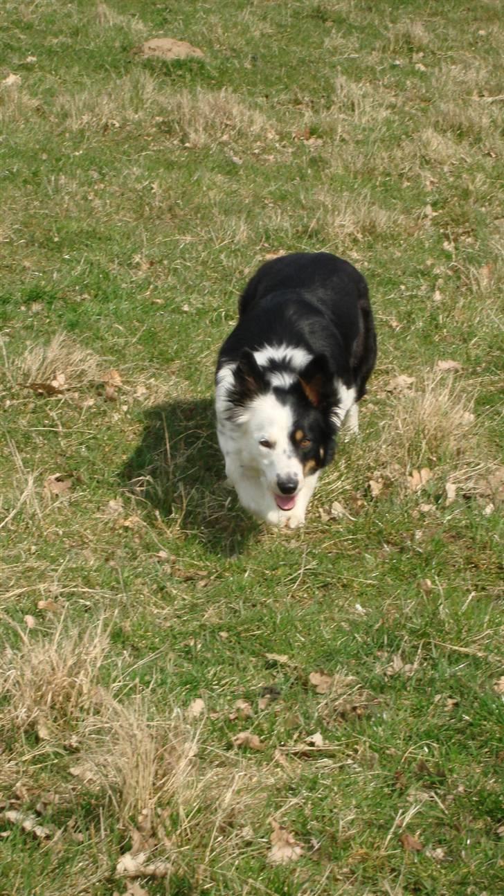 Border collie Taps billede 13
