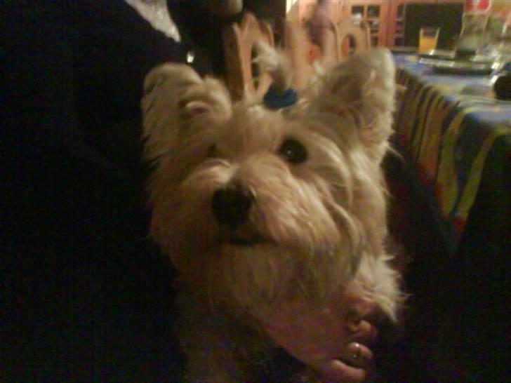 West highland white terrier Bella <33  - Min lille prinsesse :D billede 8