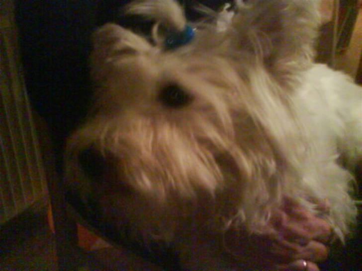 West highland white terrier Bella <33  - Prinsesse igen :D <3 billede 9