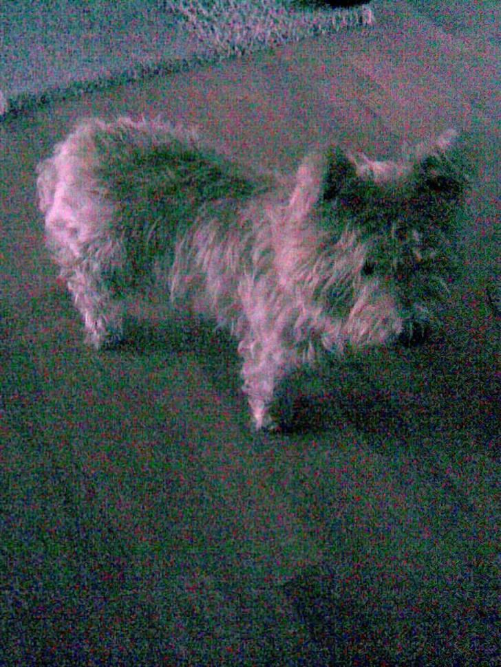 West highland white terrier Bella <33  - Æhhm ? <3 billede 10